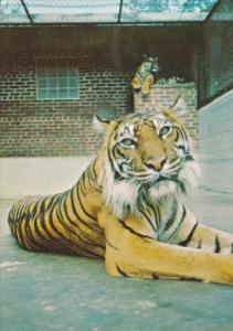 Canada Sumatra Tiger At Calgary Zoo St George's Island Calgary Alberta