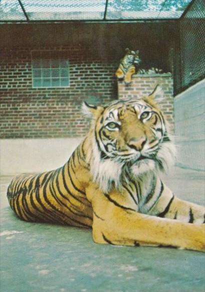 Canada Sumatra Tiger At Calgary Zoo St George's Island Calgary Alberta