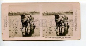 294295 JAPAN 1910 year plowing rice fields Vintage STEREO PHOTO