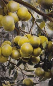 Cluster Of Grape Fruit In Florida