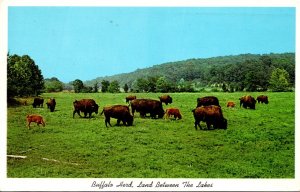 Kentucky/Tennessee Buffalo Herd American Bison 1979