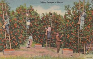 Florida Orlando Picking Oranges