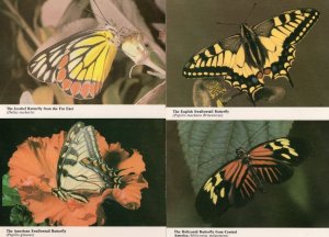 Southampton New Forest Butterfly Farm 4x Limited Postcard s