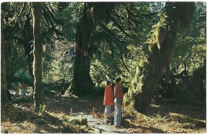 Rain Forest on the Olympic Peninsula Washington Hemlock & Spruce