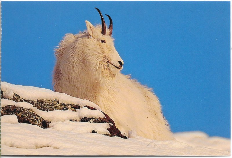 US Mendenhall Glacier - Mountain Goat. unused.