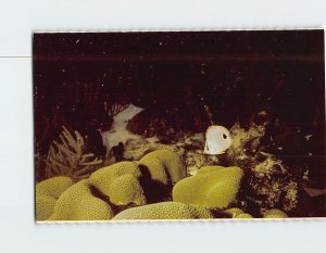 Postcard Butterfly Fish Buck Island Reef Nat'l Monument US Virgin Islands