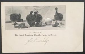 The South Pasadena Ostrich Farm California Embossed Private Mailing Card