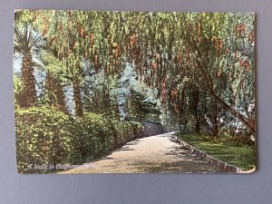 A Walk In California Park CA Litho Postcard A11508091128