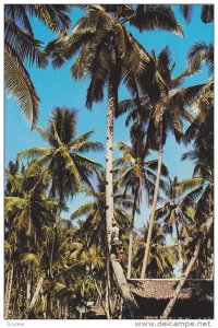 Toddy-Tapper, Cocoanut Tree, PENANG, Malaysia, 40-60´s