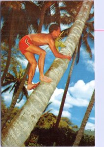 Postcard Hawaii -Cocopalm Climber - boy climbing coconut tree