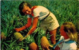 VINTAGE POSTCARD LUSCIOUS PINEAPPLES IN HAWAAI THE KING OF FRUITS 1960s