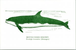 Bottle-Nosed Dolphin National Museum of Victoria Australia Postcard UNP