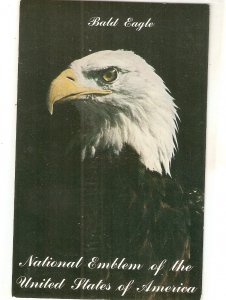 Bald Eagle. National Emblem of USA. Nice vintage American postcard