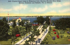 Florida Bradenton Waterfront Park Tropical Royal Palms 1952 Curteich