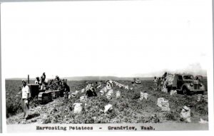 RPPC - Grandview, Washington - Harvesting Potatoes - c1950