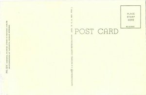 Banana Tree the Buds & Fruit