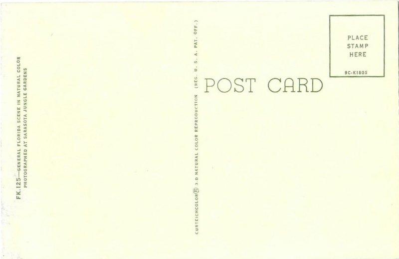 Banana Tree the Buds & Fruit