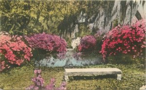 Savannah Georgia Wormsloe Gardens Isle of Hope Alberype Postcard 21-13297