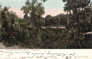 St. Petersburg Florida FL, 1906, Hammock and Orange Grove, Vintage Postcard