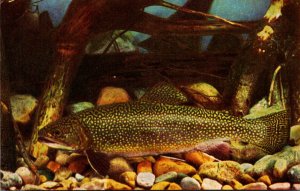 Illinois Chicago Shedd Aquarium Eastern Brook Trout