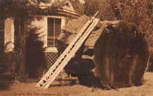 Original Big Tree, Calaveras County, California ca 1910s Vintage Postcard