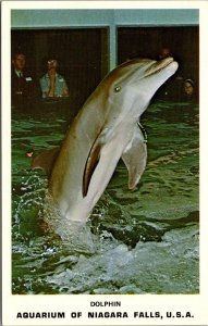 New York Niagara Falls Aquarium Of Niagara Falls Dolphin