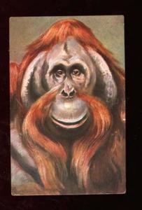 3009598 Lovely Monkey ORANG-OUTAN by DONADINI vintage PC