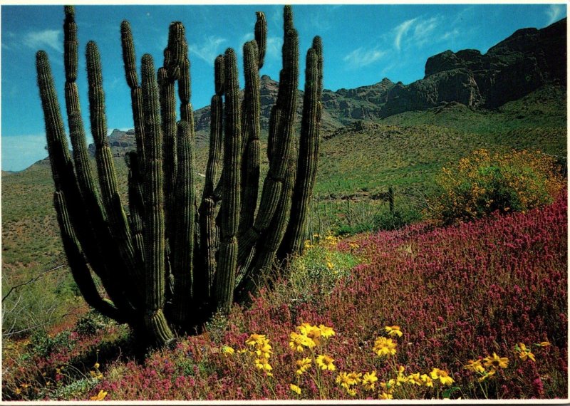 Organ Pipe Cactus