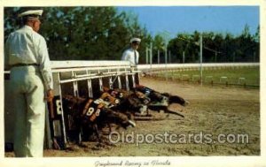 Greyhounds, FL USA Dog Racing, postal used unknown light wear