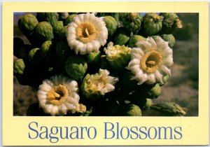 Postcard - Saguaro Blossoms