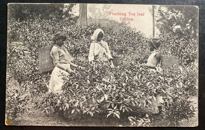 Mint Ceylon Real Picture Postcard RPPC Plucking Tea Leaf