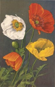 Flowers. Iceland Poppy Beauiful Swiss postcard 1950s