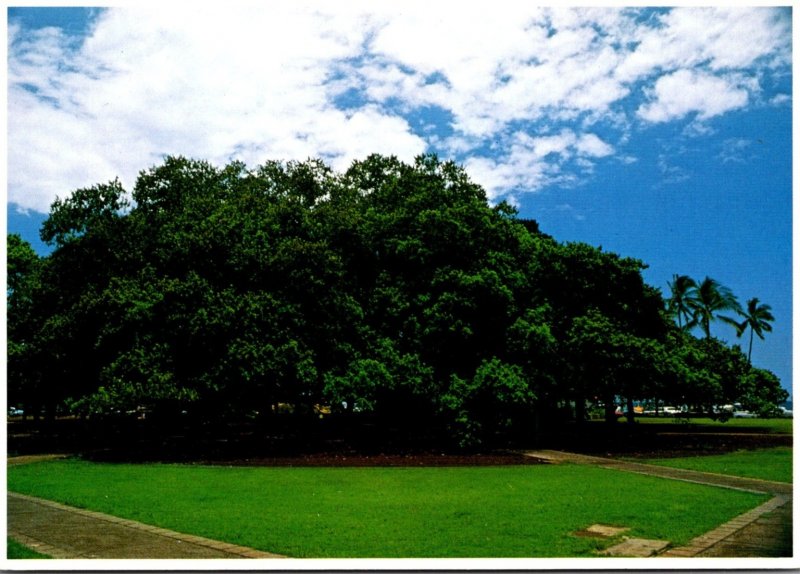 Hawaii Maui Lahaina Giant Banyan Tree Planted 1873