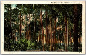 California CA, 1940 Pine and Palm Forest in Dixieland, Trees, Nature, Postcard