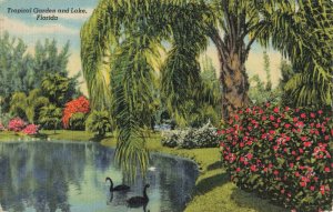 Postcard Jungle Gardens Sarasota Florida