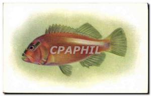 Old Postcard Fish Fish Steinhart Aquarium Califorrnia Academy of Science in S...