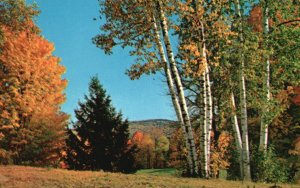 Vintage Postcard A Typical New England Fall Autumn Beautiful Nature Scene