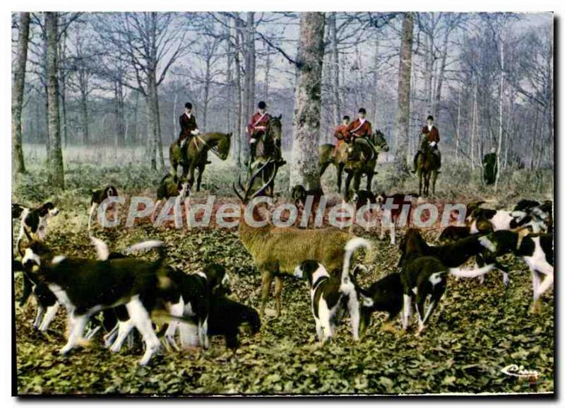 Postcard Modern Hunting Hounds In The Hallali