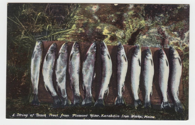 P2520, vintage postcard fishing, catch brook trout from pleasant river maine