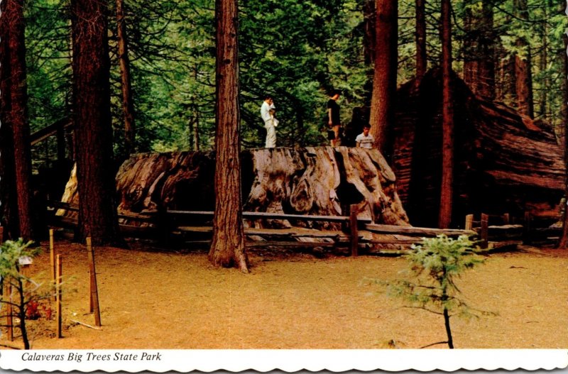 California Calaveras Big Trees State Park Big Stump Is 24 Feet In Diameter