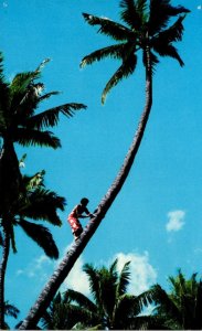 Hawaii Coconut Tree Climbing