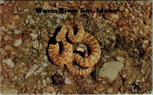 Prairie Rattler Rattle Snake Warm River Inn Idaho ID Chrome Postcard B1