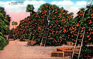 Florida Typical Orange Grove