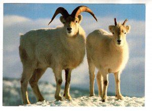 Dall Sheep Ram and Ewe, British Columbia, Yukon Wildlife
