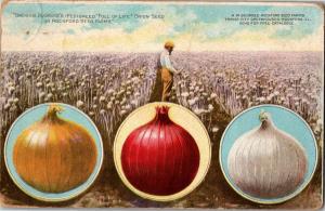 Advertising H.W. Buckbee-Rockford Seed Farms, Growing Onions c1914 Postcard Q07