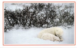 Polar Bears Sleeping In Frozen Marsh Near Canada's Hudson Bay