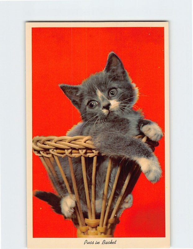 Postcard Puss in Basket 
