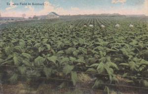 Kentucky Typical Tobacco Field