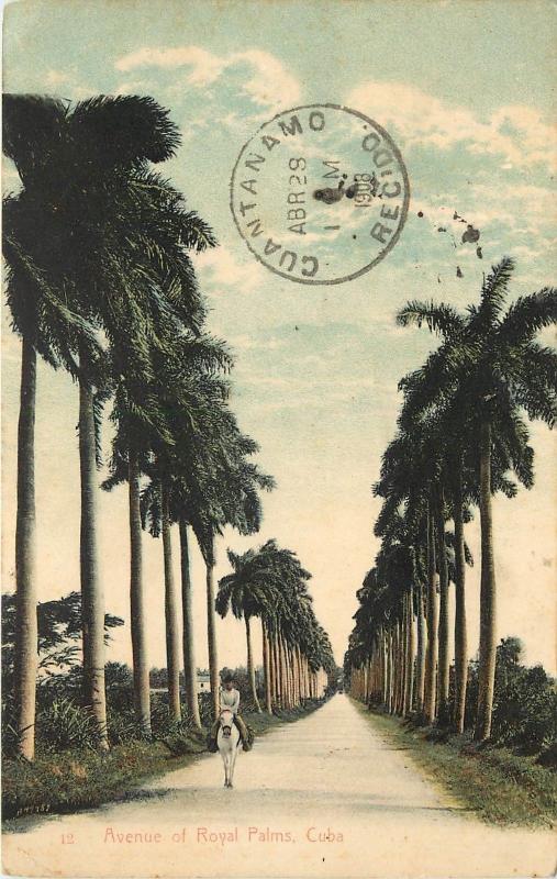 1907-1915 Printed Postcard; Avenue of Royal Palms, Havana Cuba