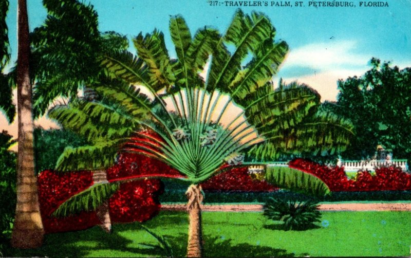 Florida St Petersburg Travelers Palm 1966